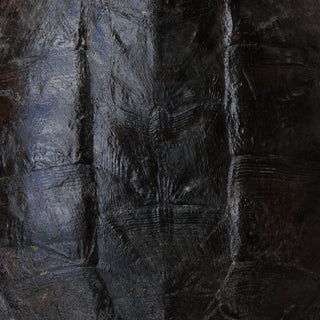 Antique Turtle Shell (Dark, XXL)