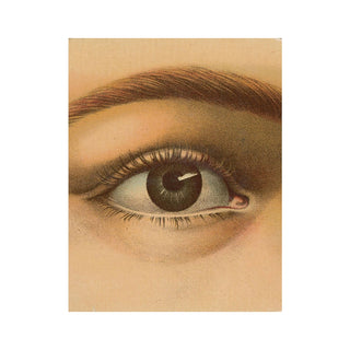 John Derian Picture Book