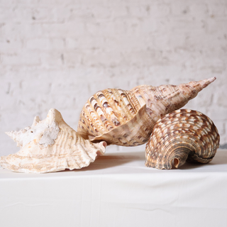 20th Century Large Seashells (Set of 3)