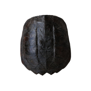 Antique Turtle Shell (Dark, XXL)