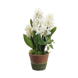 Hyacinth in Cement Pot
