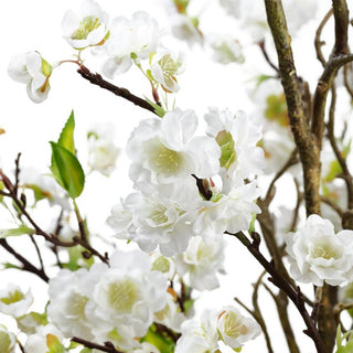 Cherry Blossom with Twigs in Glass Vase
