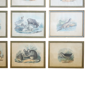 1800 Italian Hand Colored Animal Engraving (Set of 12)
