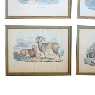 1800 Italian Hand Colored Animal Engraving (Set of 12)
