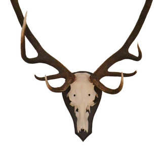 European Elk Mount
