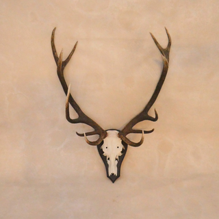 European Elk Mount
