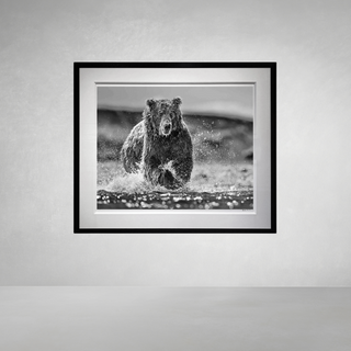 The Happy Bear by David Yarrow
