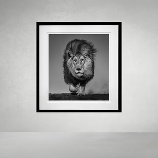 Locked and Loaded by David Yarrow
