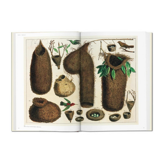 Seba. Cabinet of Natural Curiosities
