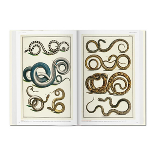 Seba. Cabinet of Natural Curiosities
