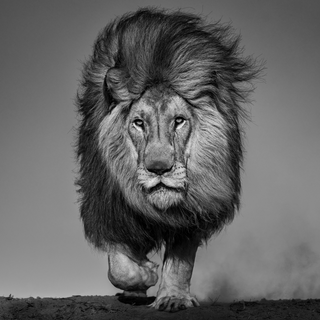 Locked and Loaded by David Yarrow
