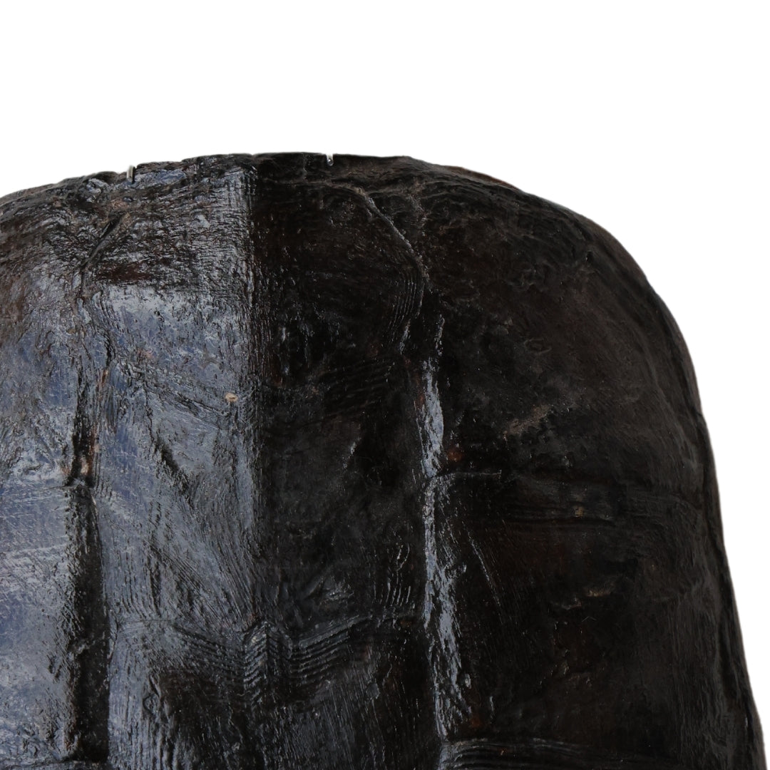 Christopher Collection Turtle Shell - Thumbnail 2
