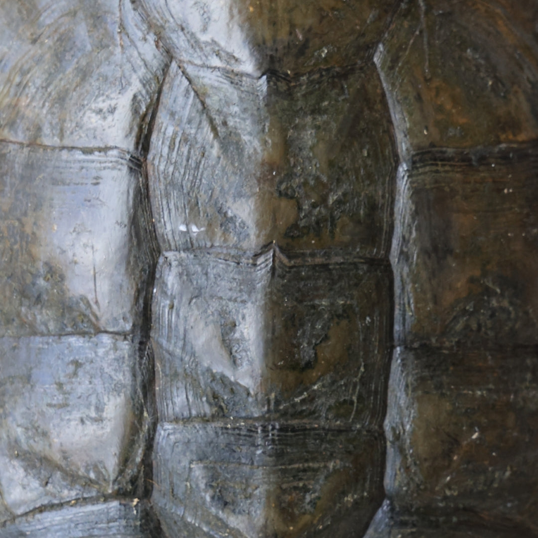 Antique Turtle Shell (Textured, XXL) - Thumbnail 2