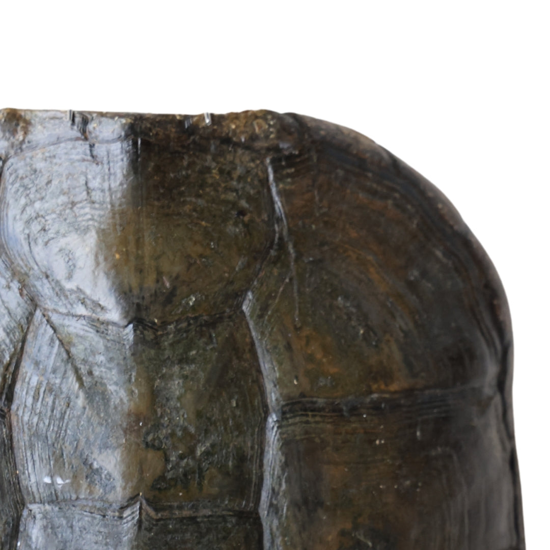 Antique Turtle Shell (Textured, XXL) - Thumbnail 3