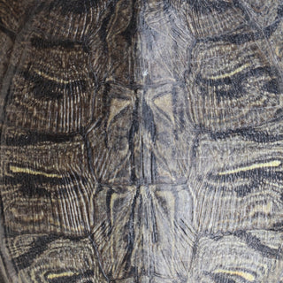 Antique Turtle Shell (Large)
