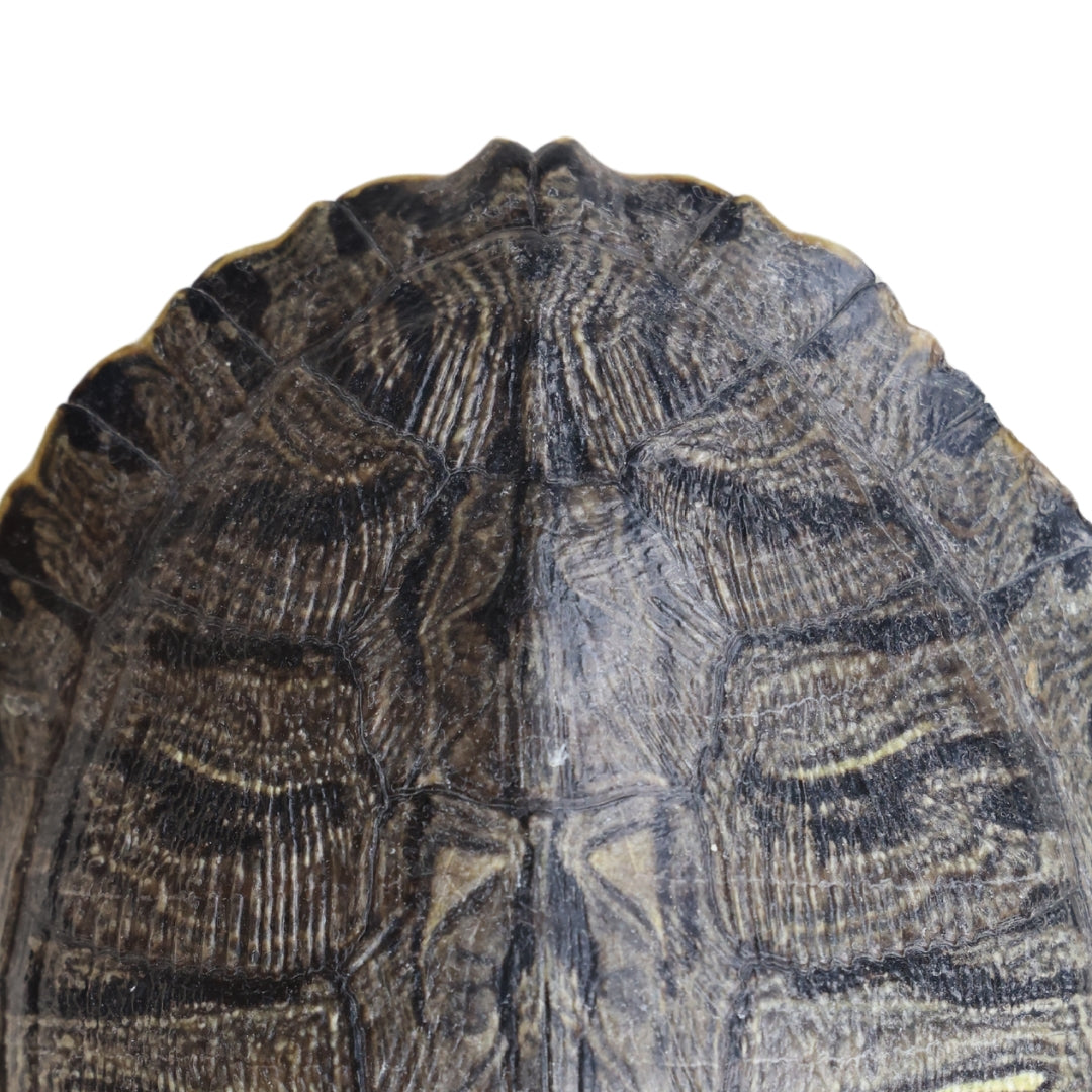 Christopher Collection Turtle Shell - Thumbnail 3