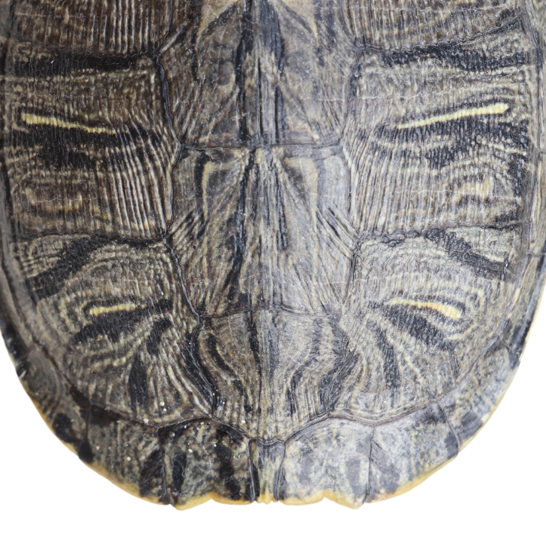 Christopher Collection Turtle Shell - Thumbnail 2