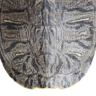 Antique Turtle Shell (Large)
