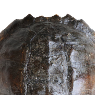 Antique Turtle Shell (XL)
