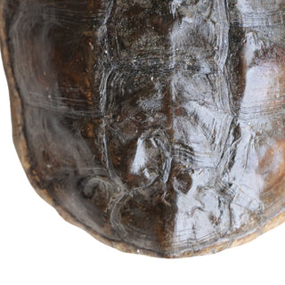 Antique Turtle Shell (XL)
