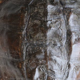 Antique Turtle Shell (XL)
