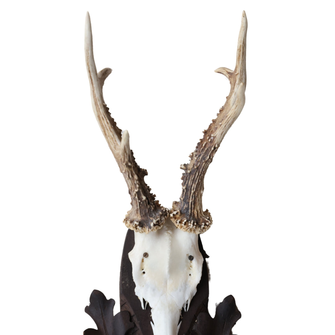 Christopher Collection Roe Deer Mount - Thumbnail 4