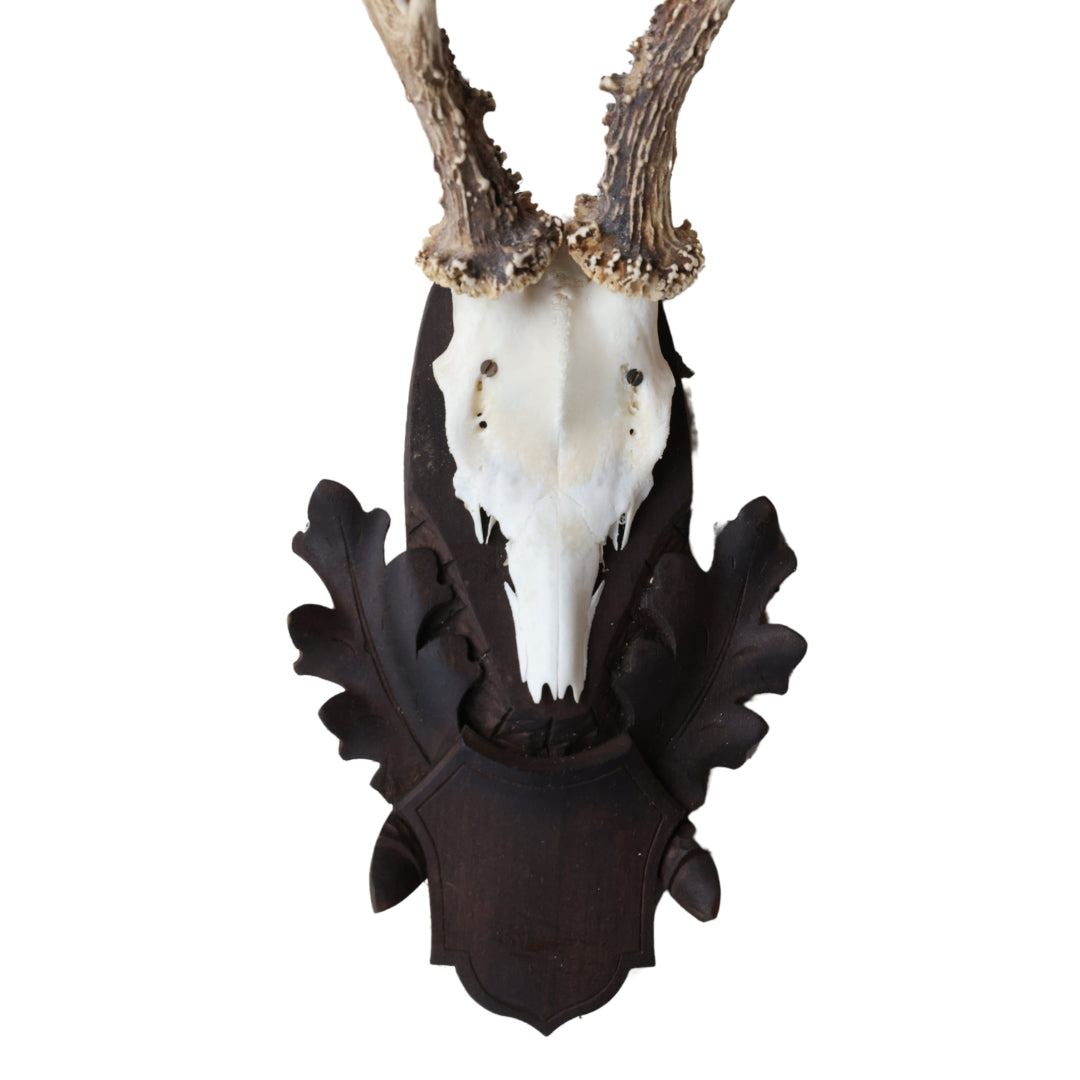 Christopher Collection Roe Deer Mount
