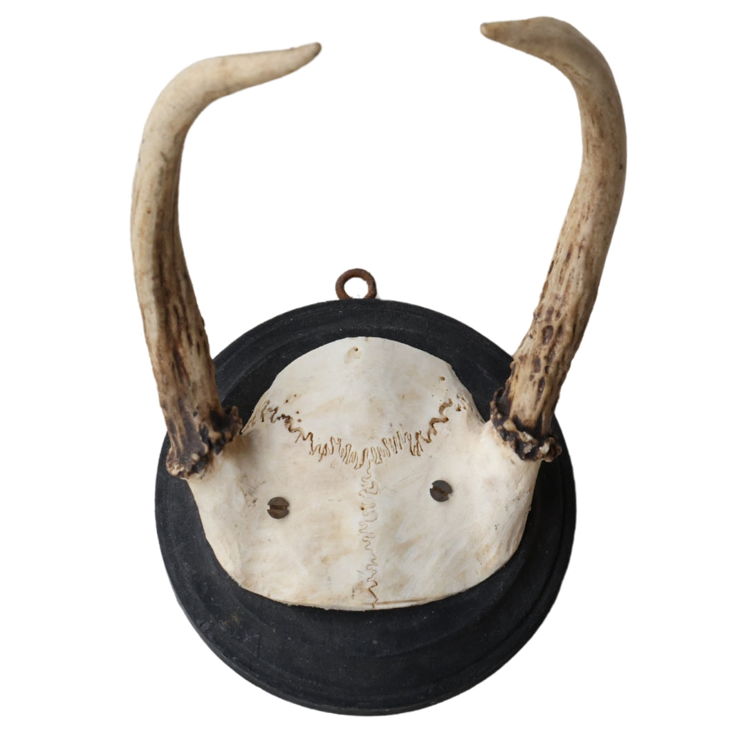 Christopher Collection Roe Deer Mount - Thumbnail 2