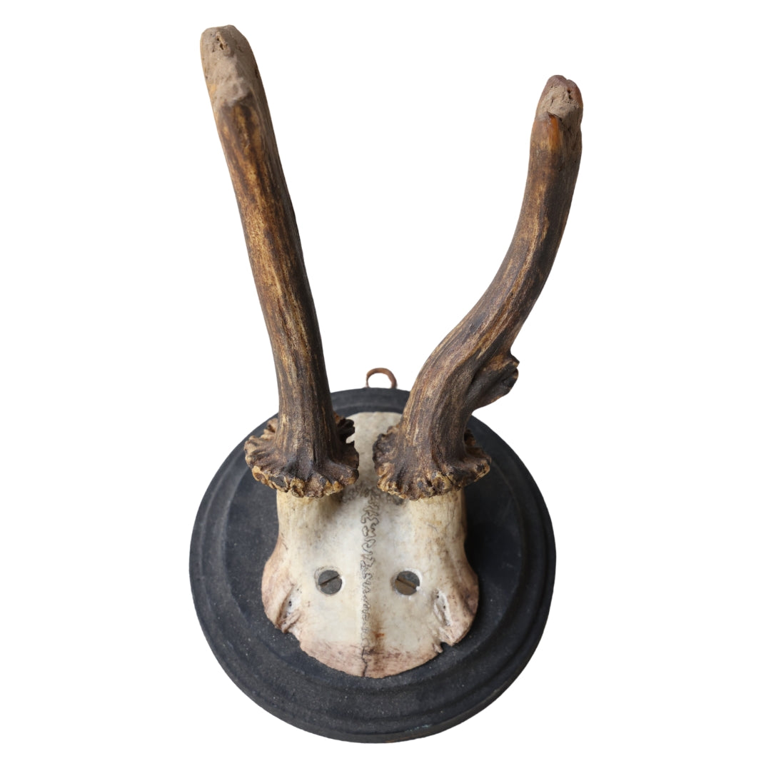 Antique Deer Mount (X-Small) - Thumbnail 4