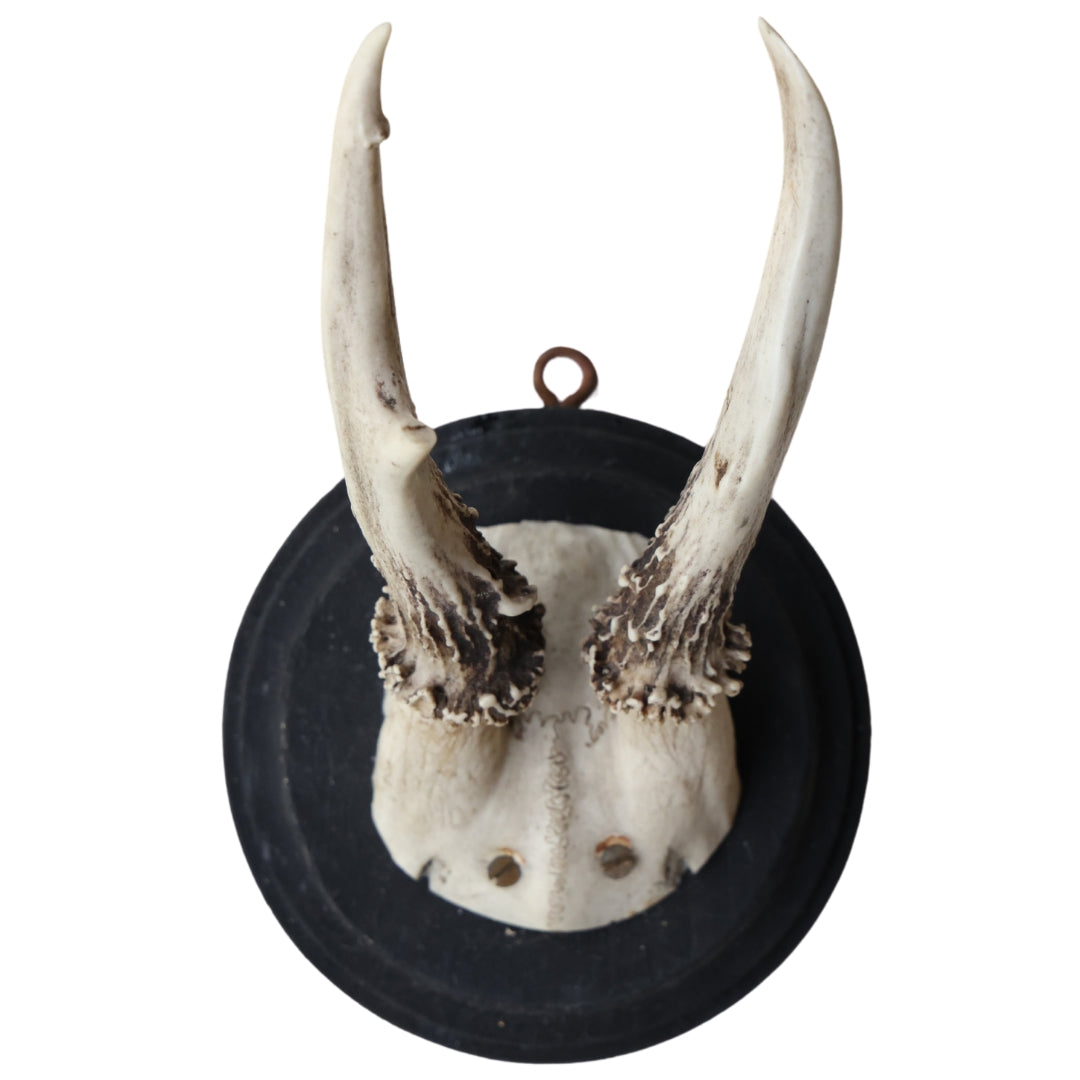 Antique Deer Mount (X-Small) - Thumbnail 3