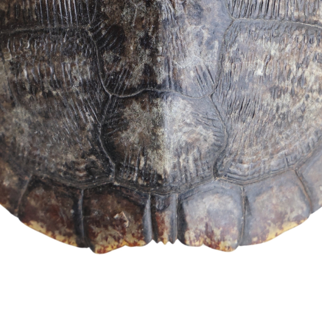 Antique Turtle Shell (Medium) - Thumbnail 3