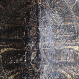 Antique Turtle Shell (Medium)
