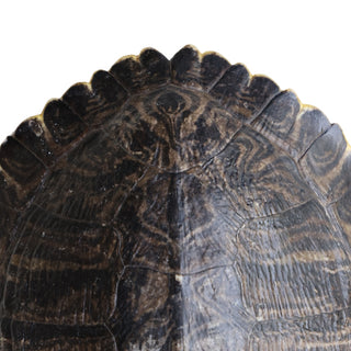 Antique Turtle Shell (Medium)
