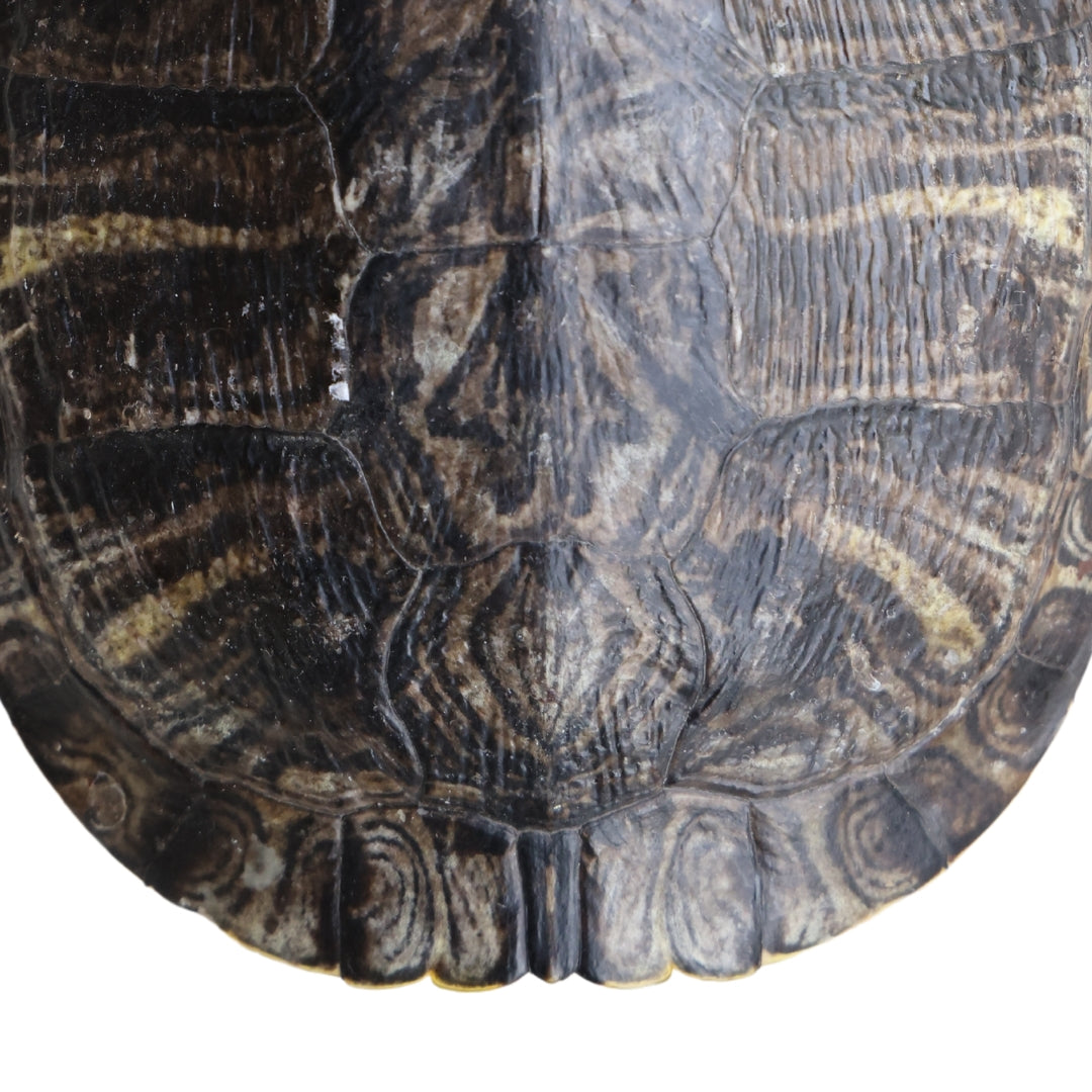Antique Turtle Shell (Medium) - Thumbnail 5