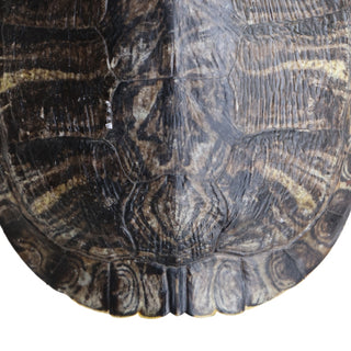 Antique Turtle Shell (Medium)
