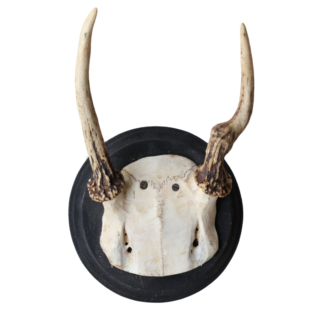 Antique Deer Mount (X-Small) - Thumbnail 2