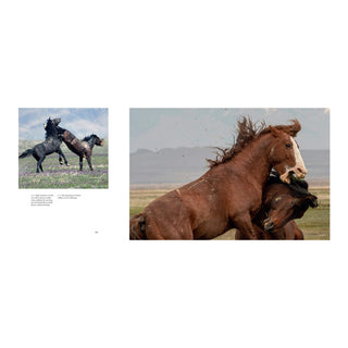 Wild Horses of the West
