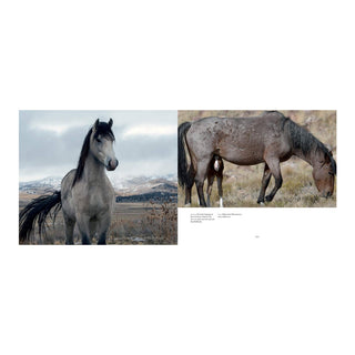 Wild Horses of the West

