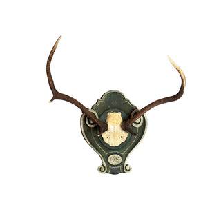 20th Century Black Forest Red Deer Trophy Mount
