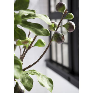 Fig Branches Arrangement in Vase
