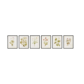 Herbarium Prints by Laurel Dawn Latshaw
