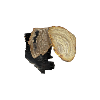 BLU Petrified Wood Coaster
