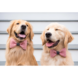Merica Bow Tie Collar  Medium
