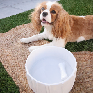Dog Bowl #842 by Montes Doggett
