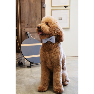 Seersucker Bow Tie Collar  Large
