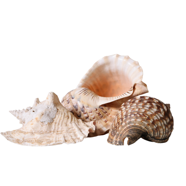未使用　Christofle Coquillages 20th Century Large Seashells (Set of 3) - Christopher Collection
