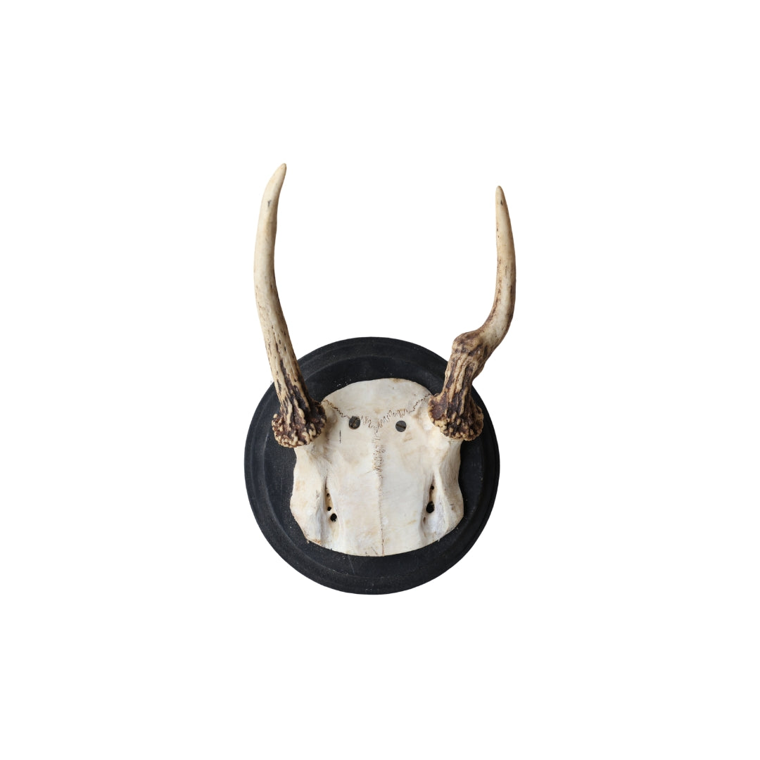 Antique Deer Mount (X-Small)