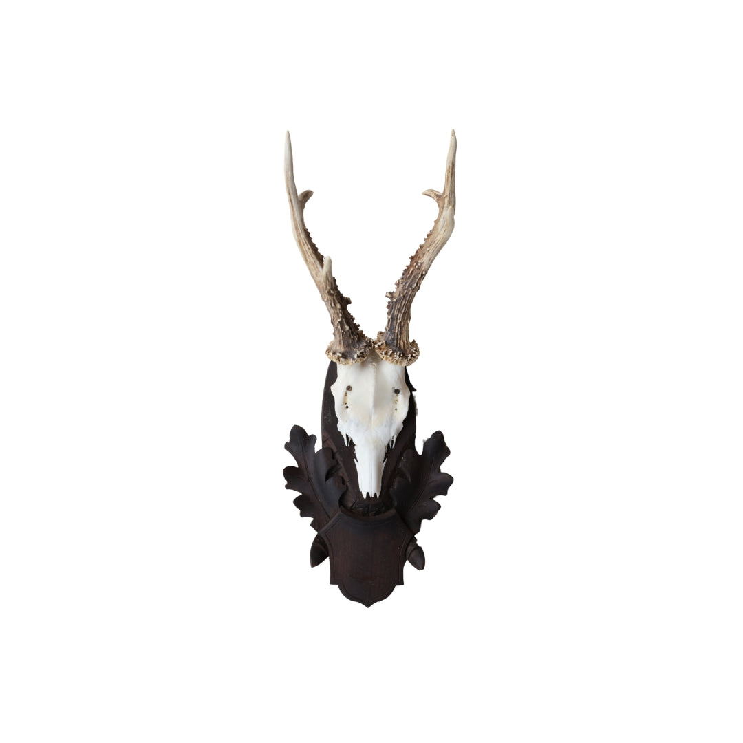 Christopher Collection Roe Deer Mount - Thumbnail 5