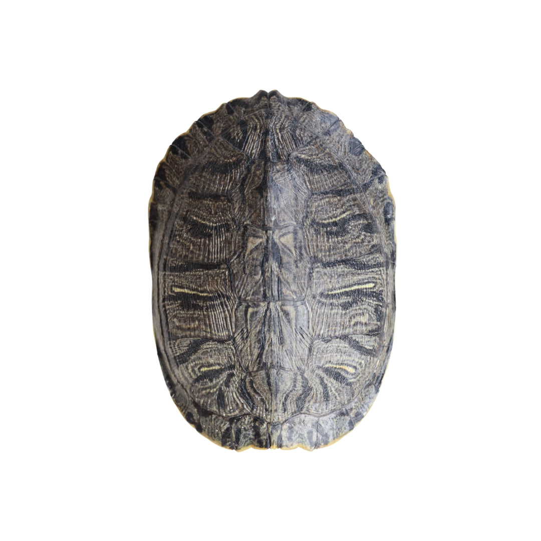 Christopher Collection Turtle Shell