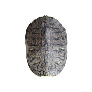 Antique Turtle Shell (Large)

